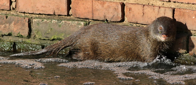 marsh mongoose, water mongoose (Atilax paludinosus); DISPLAY FULL IMAGE.