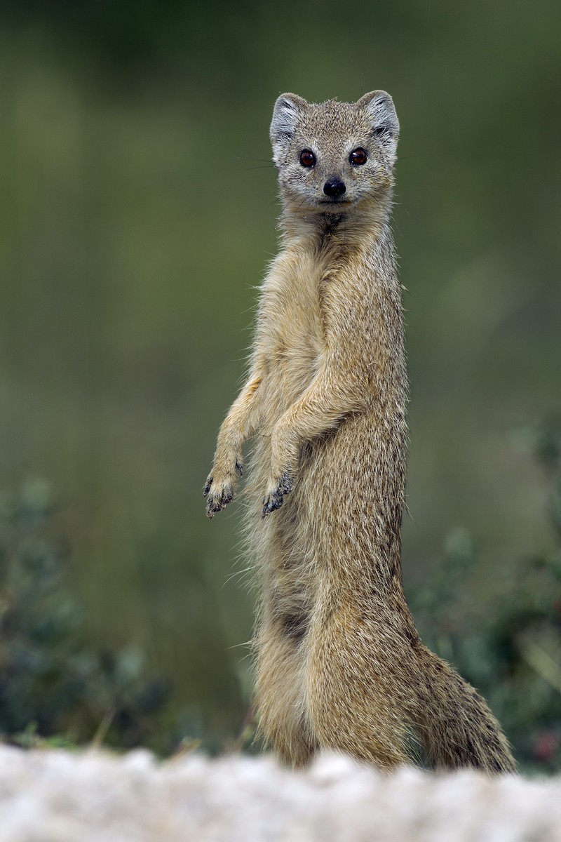 yellow mongoose, red meerkat (Cynictis penicillata); DISPLAY FULL IMAGE.