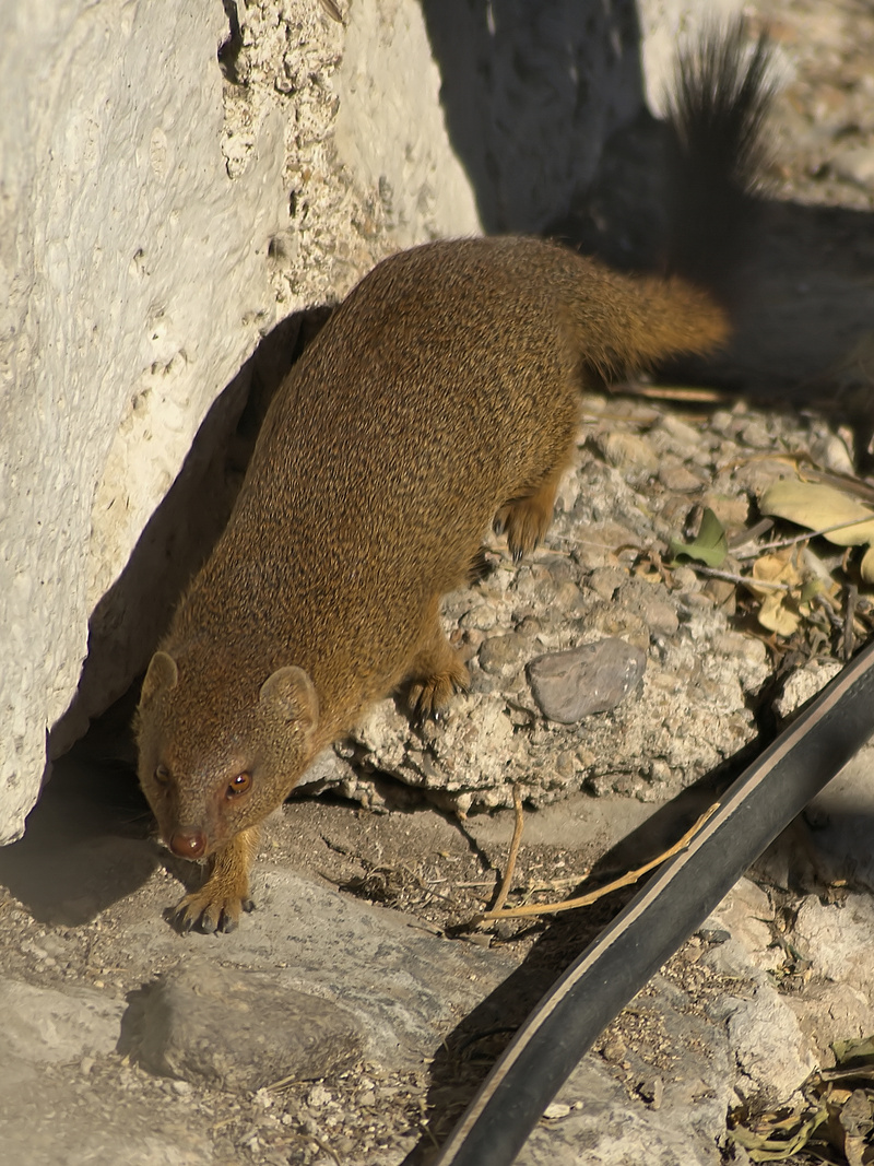 Angolan slender mongoose (Galerella flavescens); DISPLAY FULL IMAGE.