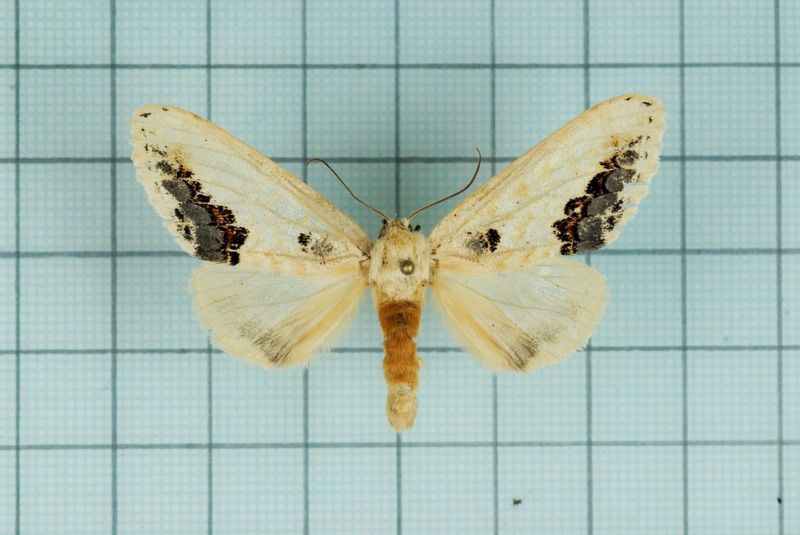 Phalera flavescens (buff-tip moth); DISPLAY FULL IMAGE.