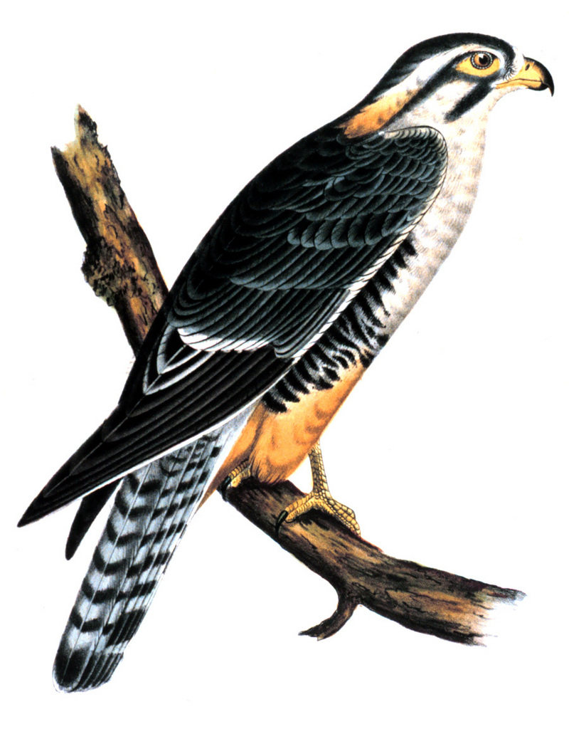 aplomado falcon (Falco femoralis); DISPLAY FULL IMAGE.