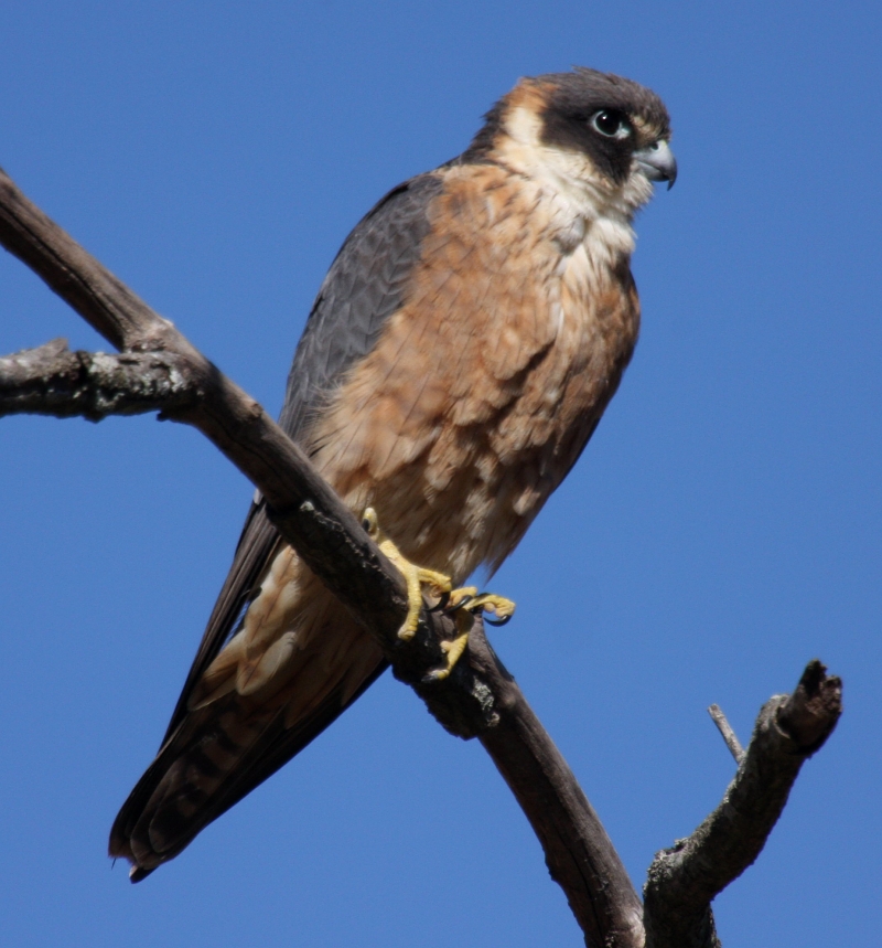 Australian hobby, little falcon (Falco longipennis); DISPLAY FULL IMAGE.