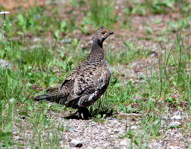 dusky grouse (Dendragapus obscurus); DISPLAY FULL IMAGE.