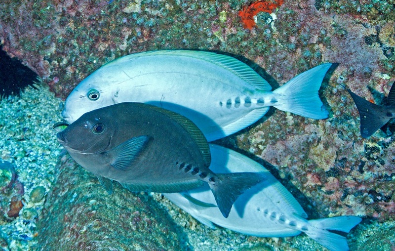 Prionurus microlepidotus (sixplate sawtail, sawtail surgeonfish); DISPLAY FULL IMAGE.