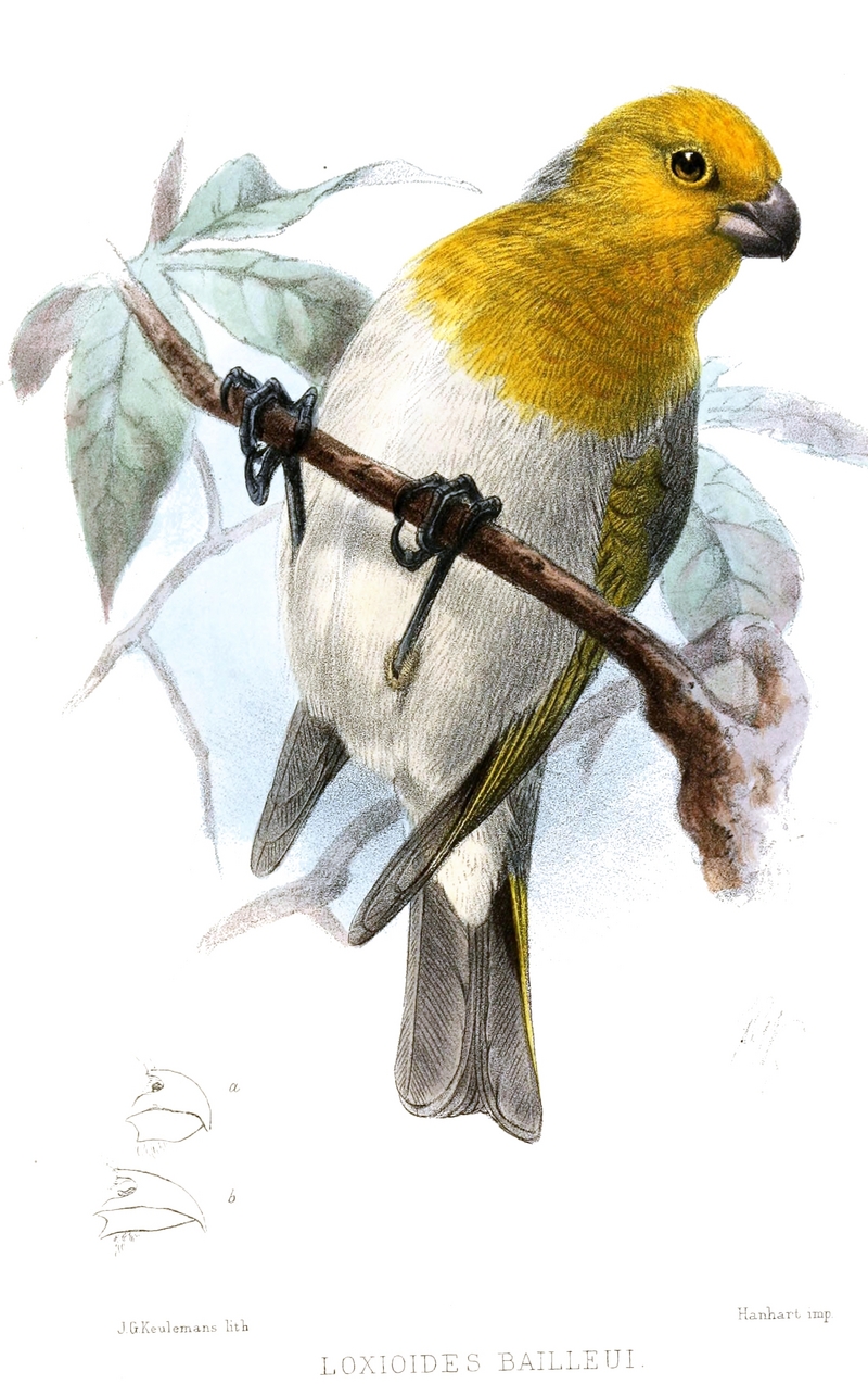 palila (Loxioides bailleui); DISPLAY FULL IMAGE.