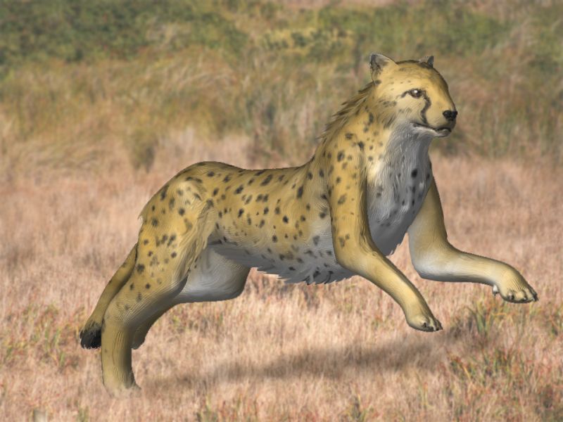 Linxia cheetah (Acinonyx kurteni); DISPLAY FULL IMAGE.