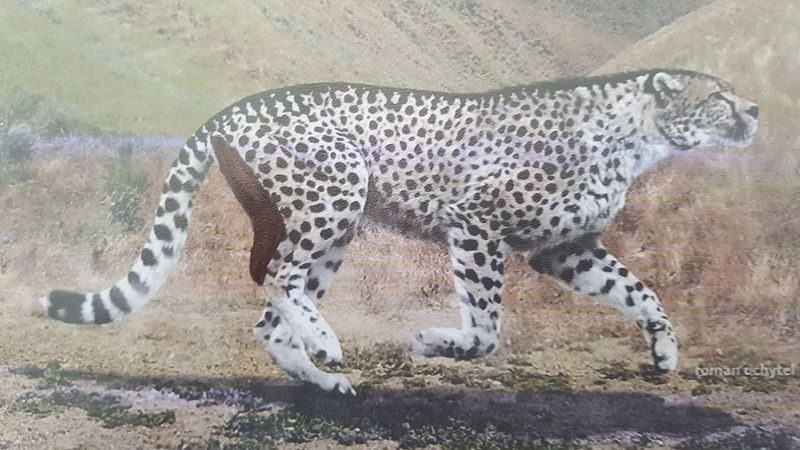 giant cheetah (Acinonyx pardinensis); DISPLAY FULL IMAGE.