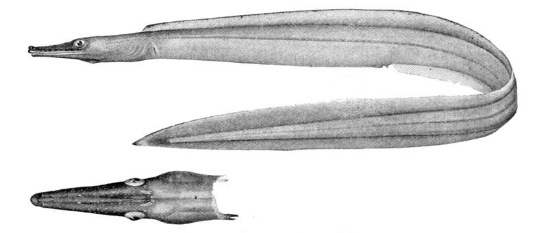 duck-billed eel (Nettastoma parviceps); DISPLAY FULL IMAGE.