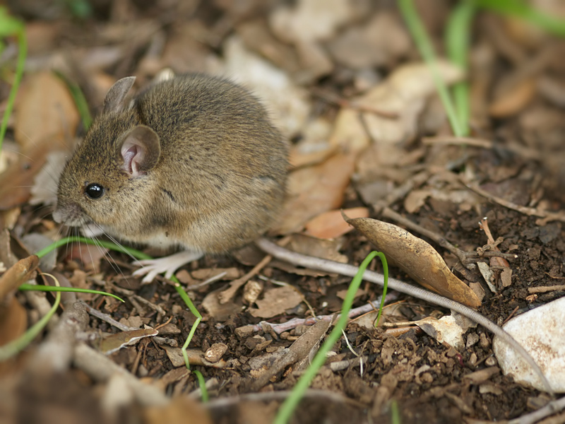 wood mouse, long-tailed field mouse (Apodemus sylvaticus); DISPLAY FULL IMAGE.