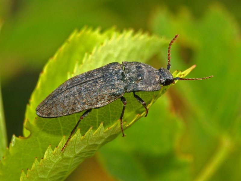 Agrypnus murinus (click beetle); DISPLAY FULL IMAGE.