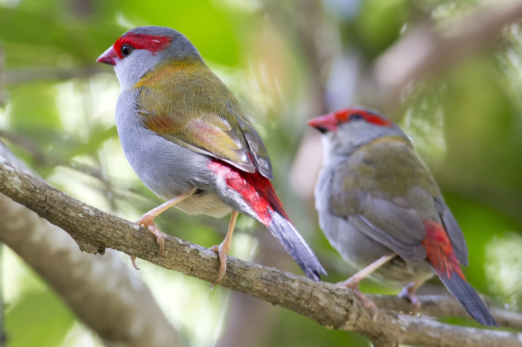 red-browed finch (Neochmia temporalis); Image ONLY