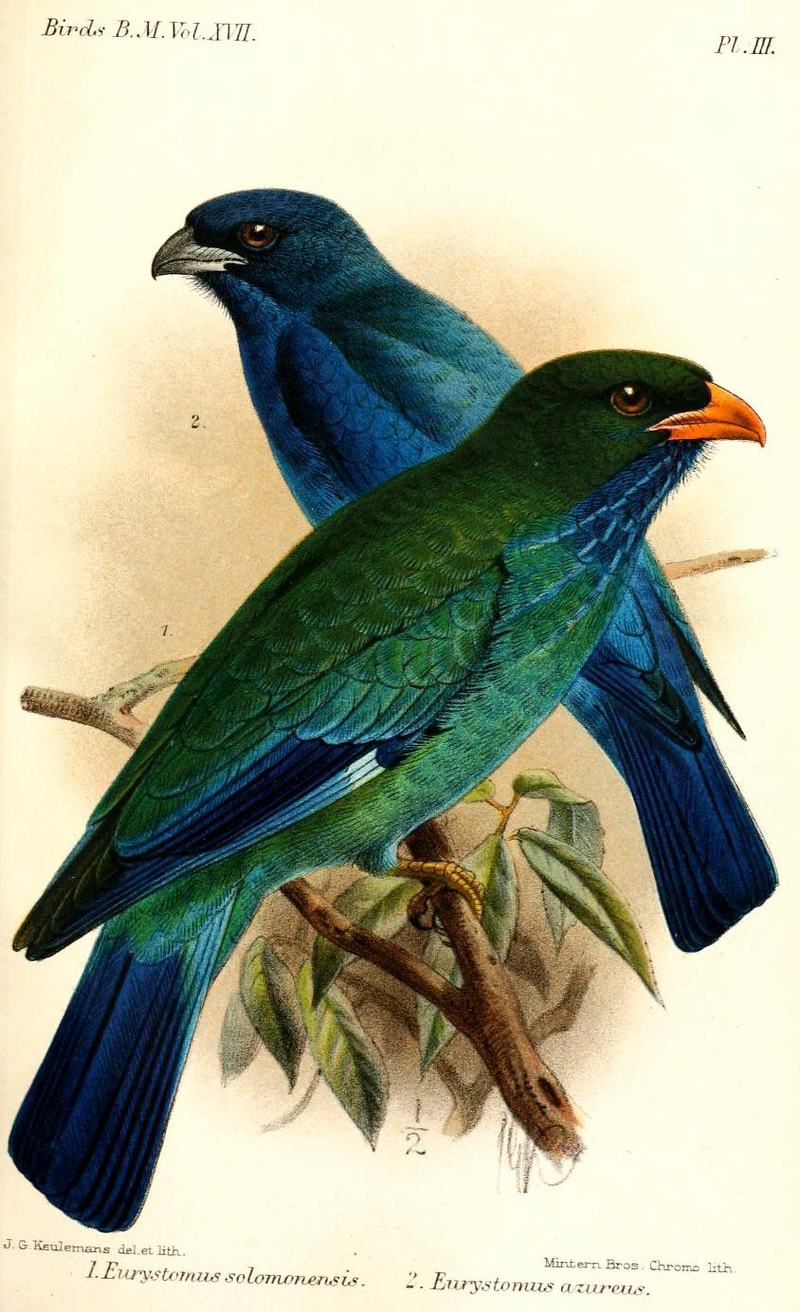 Eurystomus orientalis solomonensis Oriental Dollarbird, Eurystomus azureus Purple Dollarbird; DISPLAY FULL IMAGE.