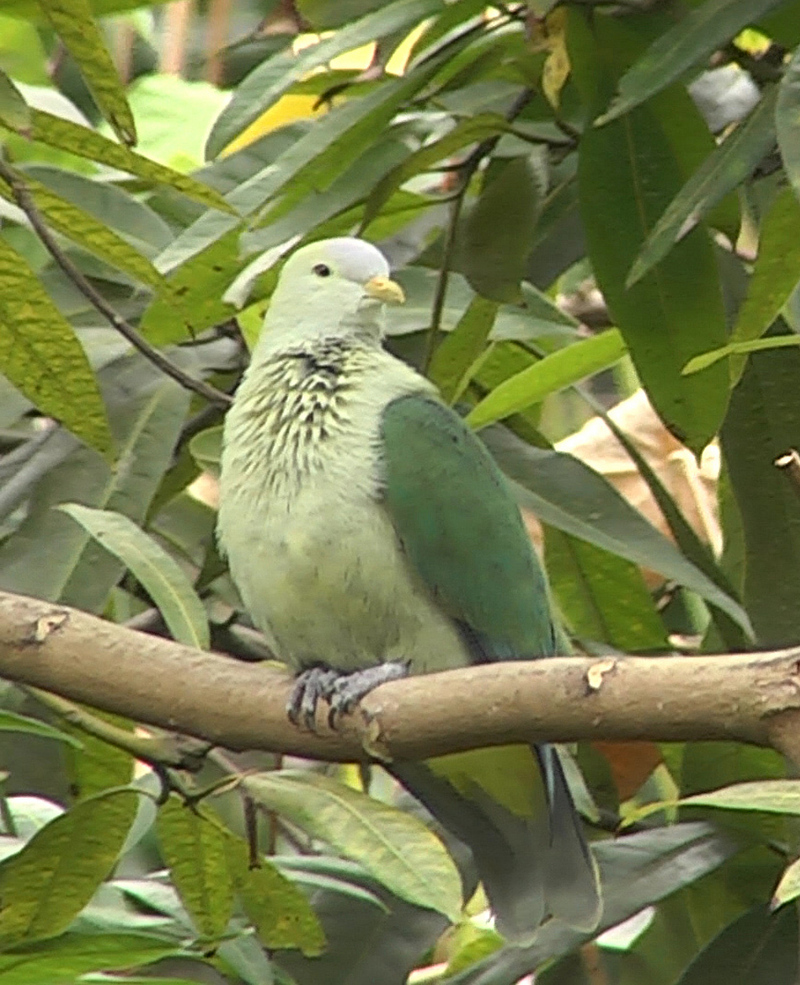 grey-green fruit dove (Ptilinopus purpuratus); DISPLAY FULL IMAGE.