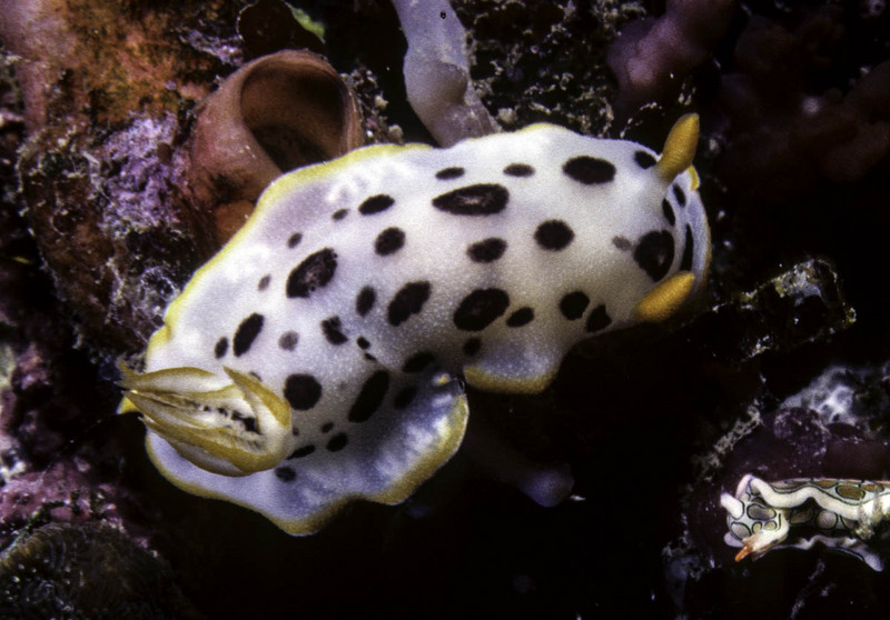 Chromodoris orientalis (Oriental sea slug); DISPLAY FULL IMAGE.