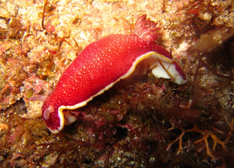Goniobranchus tinctorius (Red-netted Goniobranchus); DISPLAY FULL IMAGE.