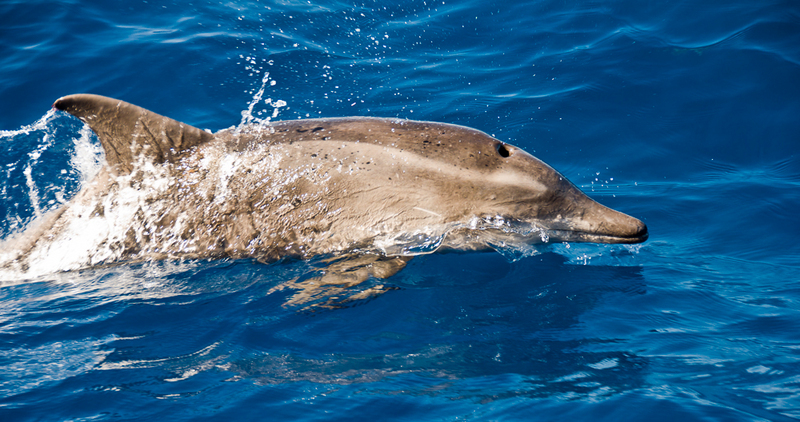 rough-toothed dolphin (Steno bredanensis); DISPLAY FULL IMAGE.