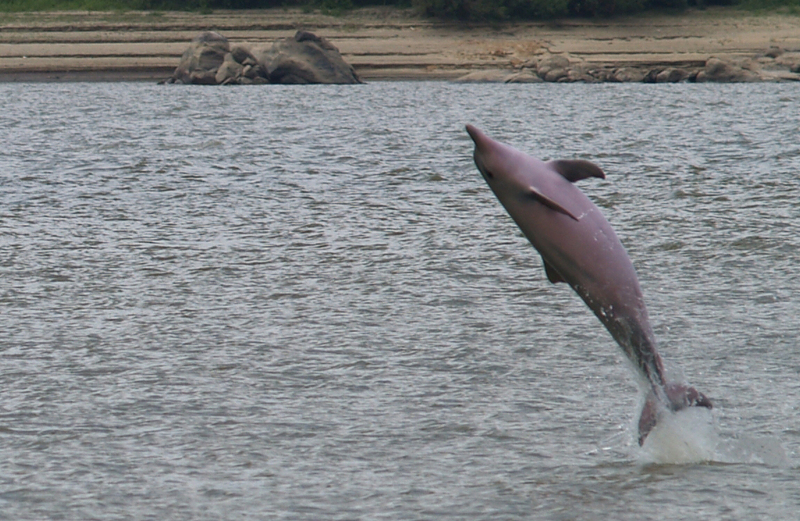 Guianian river dolphin, tucuxi (Sotalia fluviatilis); DISPLAY FULL IMAGE.