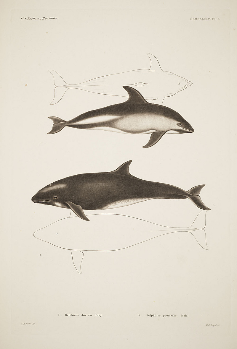 dusky dolphin (Lagenorhynchus obscurus); DISPLAY FULL IMAGE.