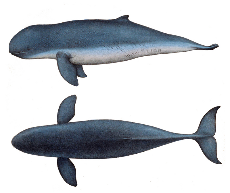 Irrawaddy dolphin (Orcaella brevirostris); DISPLAY FULL IMAGE.