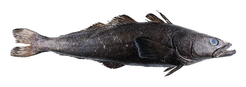 Patagonian toothfish, Dissostichus eleginoides; DISPLAY FULL IMAGE.