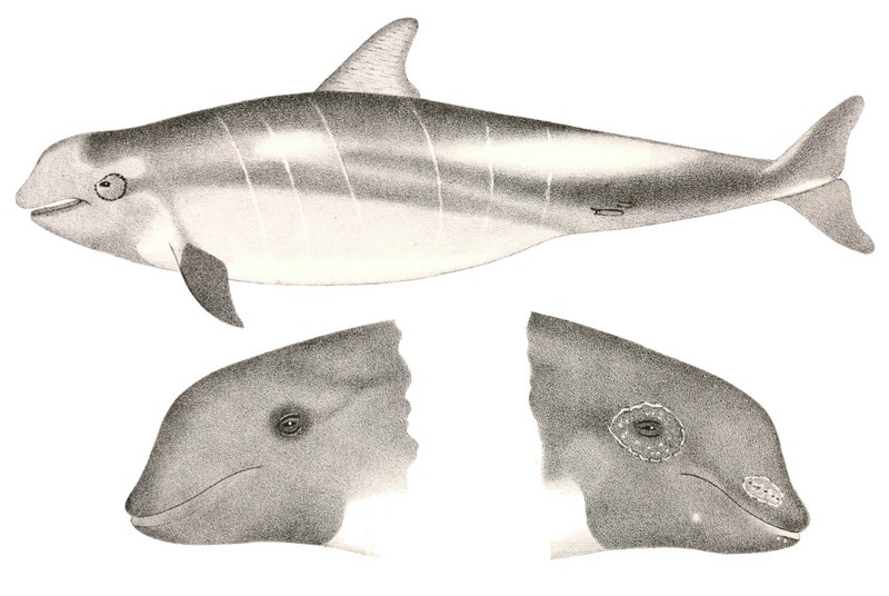 Risso's dolphin, monk dolphin (Grampus griseus); DISPLAY FULL IMAGE.