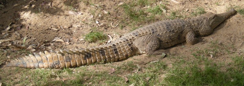 Australian freshwater crocodile (Crocodylus johnsoni, Crocodylus johnstoni); DISPLAY FULL IMAGE.