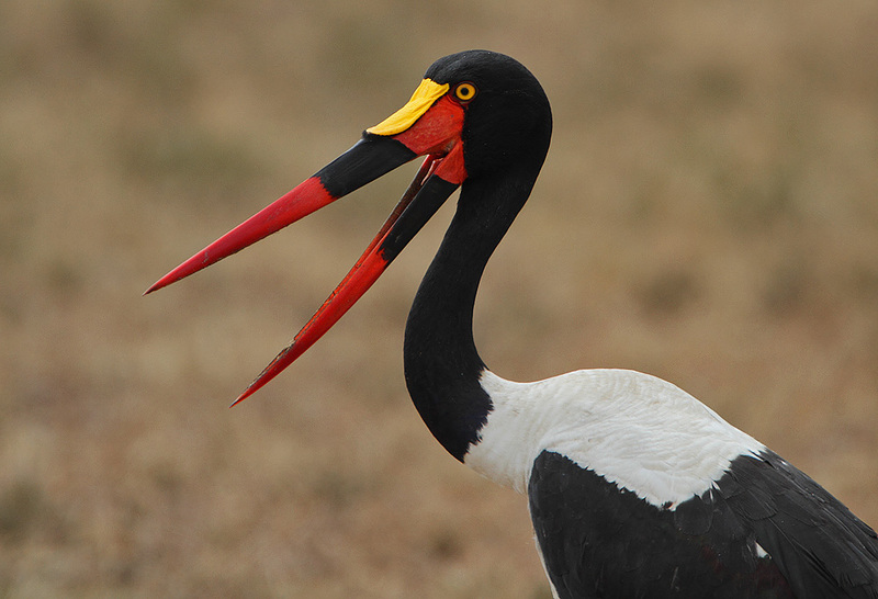 saddlebill, saddle-billed stork (Ephippiorhynchus senegalensis); DISPLAY FULL IMAGE.