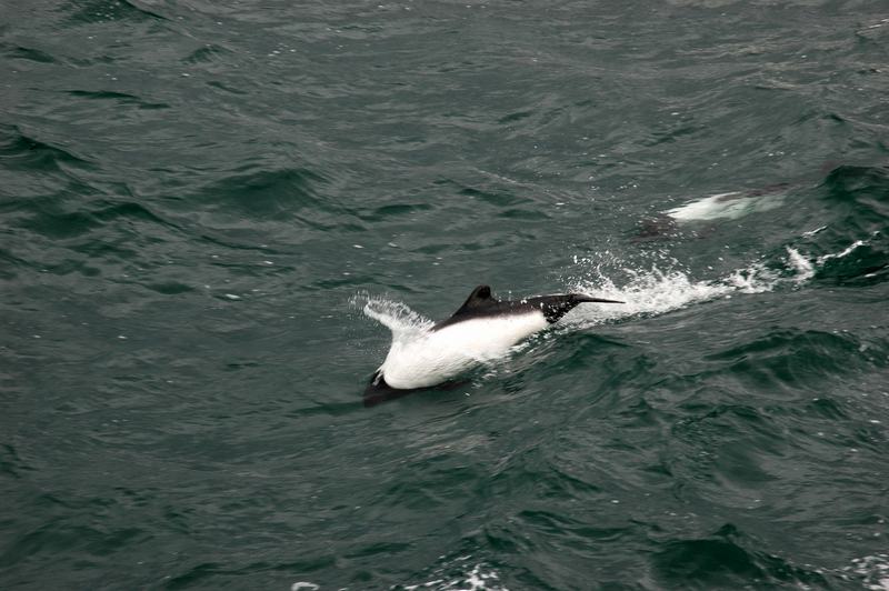 Commerson's dolphin, panda dolphin (Cephalorhynchus commersonii); DISPLAY FULL IMAGE.