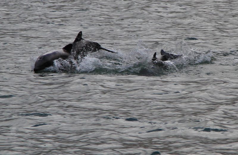 Chilean dolphin, black dolphin (Cephalorhynchus eutropia); DISPLAY FULL IMAGE.