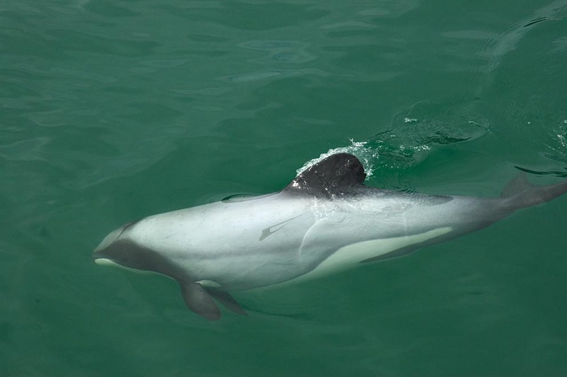 Hector's dolphin (Cephalorhynchus hectori); DISPLAY FULL IMAGE.