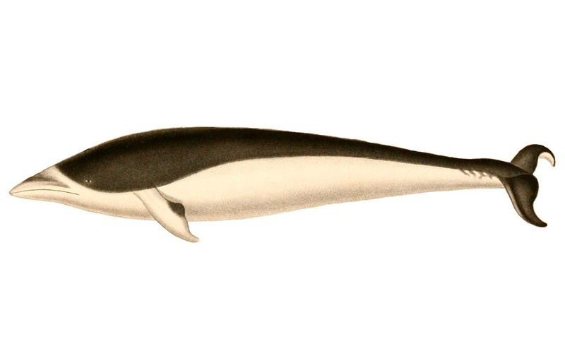 southern right whale dolphin (Lissodelphis peronii); DISPLAY FULL IMAGE.