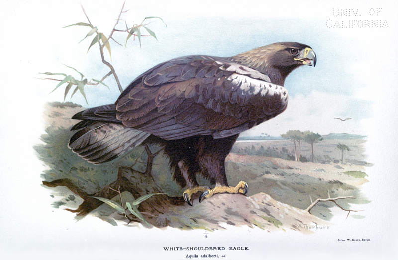 Spanish imperial eagle, Adalbert's eagle (Aquila adalberti); DISPLAY FULL IMAGE.