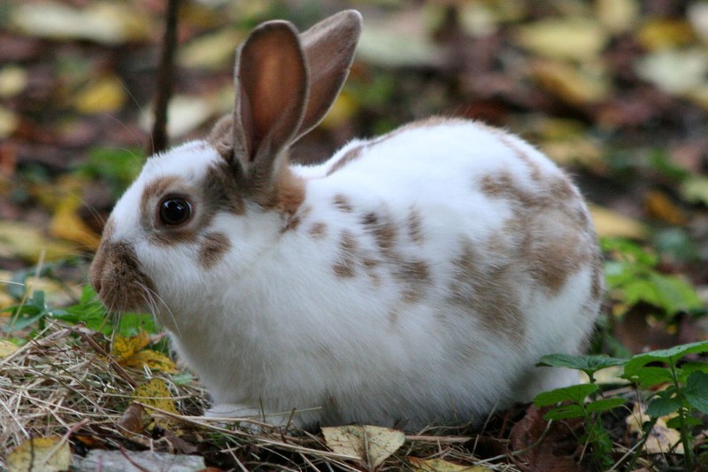 domestic rabbit, domesticated rabbit (Oryctolagus cuniculus); DISPLAY FULL IMAGE.