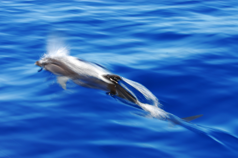 Fraser's dolphin, Sarawak dolphin (Lagenodelphis hosei); DISPLAY FULL IMAGE.