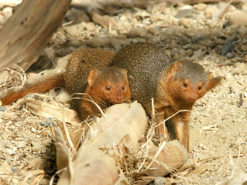 common dwarf mongoose (Helogale parvula); DISPLAY FULL IMAGE.