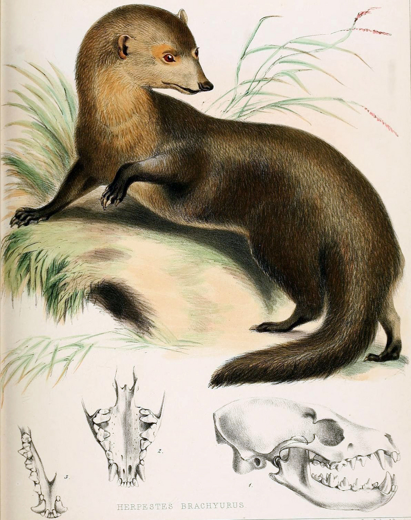 short-tailed mongoose (Herpestes brachyurus); DISPLAY FULL IMAGE.