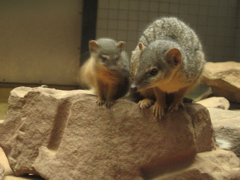 long-nosed mongoose (Herpestes naso); DISPLAY FULL IMAGE.