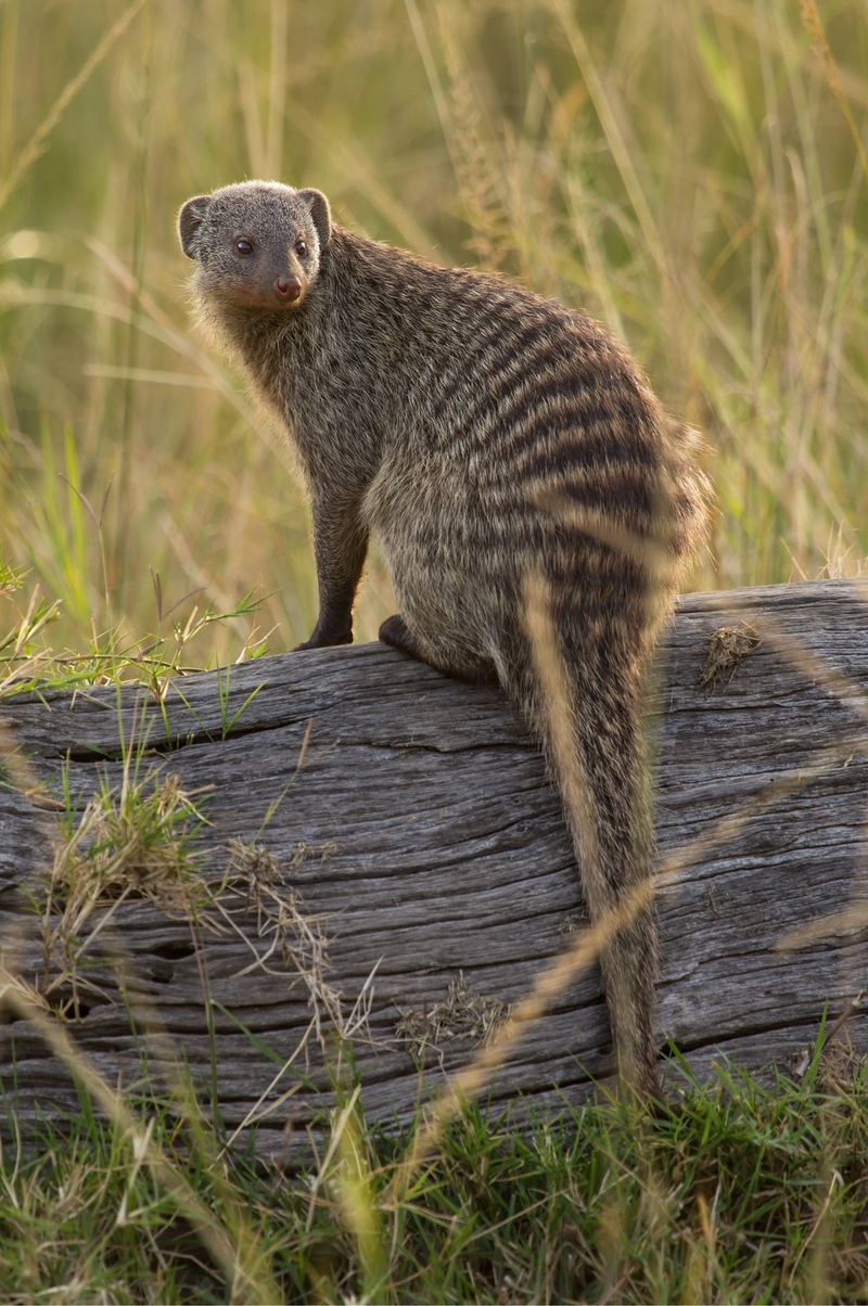 banded mongoose (Mungos mungo); DISPLAY FULL IMAGE.