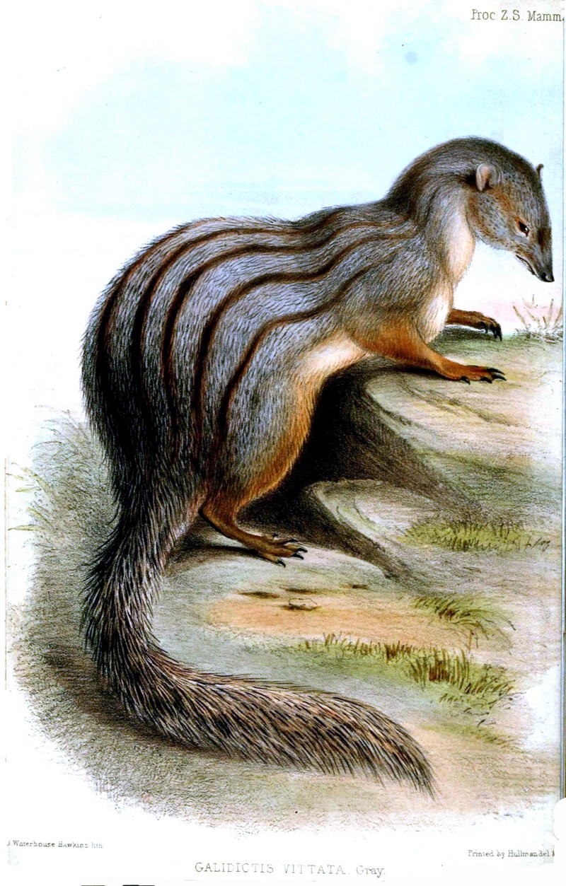 narrow-striped mongoose (Mungotictis decemlineata); DISPLAY FULL IMAGE.