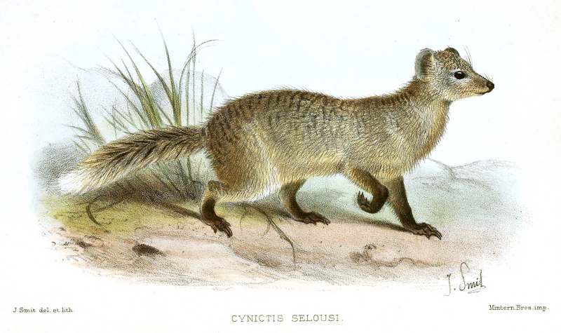 Selous' mongoose (Paracynictis selousi); DISPLAY FULL IMAGE.