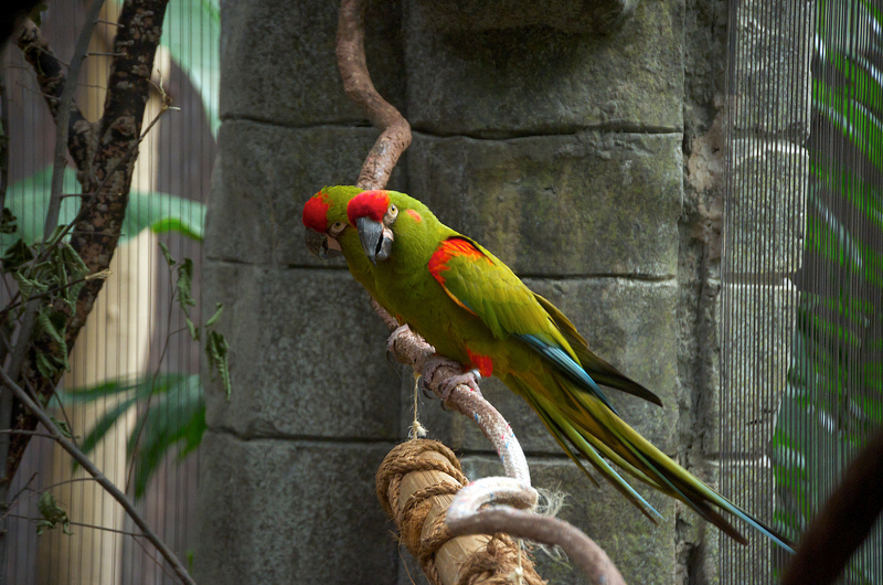 red-fronted macaw (Ara rubrogenys); DISPLAY FULL IMAGE.