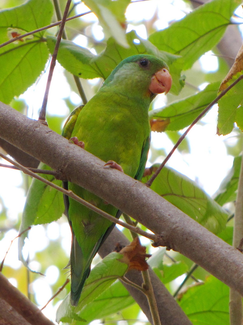 Tovi parakeet, orange-chinned parakeet (Brotogeris jugularis); DISPLAY FULL IMAGE.
