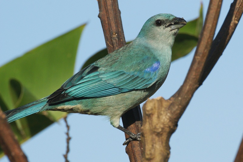 azure-shouldered tanager (Thraupis cyanoptera); DISPLAY FULL IMAGE.