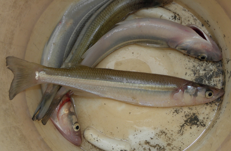 Odontesthes bonariensis, Argentinian silverside; DISPLAY FULL IMAGE.