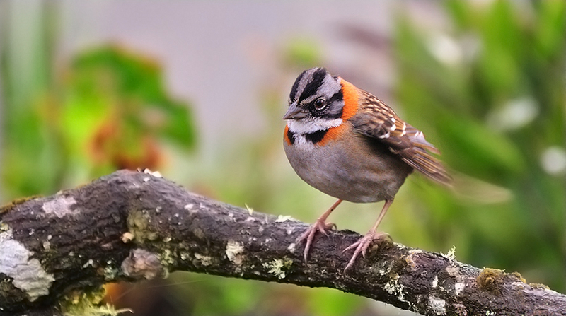 rufous-collared sparrow (Zonotrichia capensis); DISPLAY FULL IMAGE.