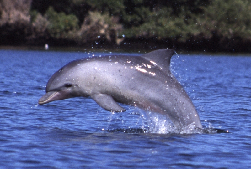 Indo-Pacific bottlenose dolphin (Tursiops aduncus); DISPLAY FULL IMAGE.