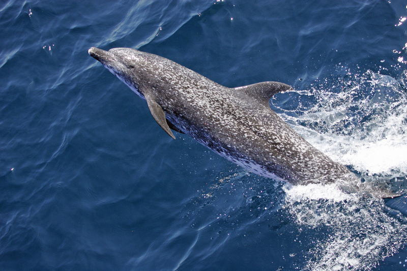 Atlantic spotted dolphin (Stenella frontalis); DISPLAY FULL IMAGE.