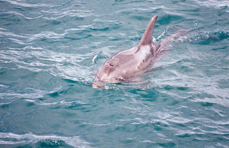 Burrunan dolphin (Tursiops australis); DISPLAY FULL IMAGE.