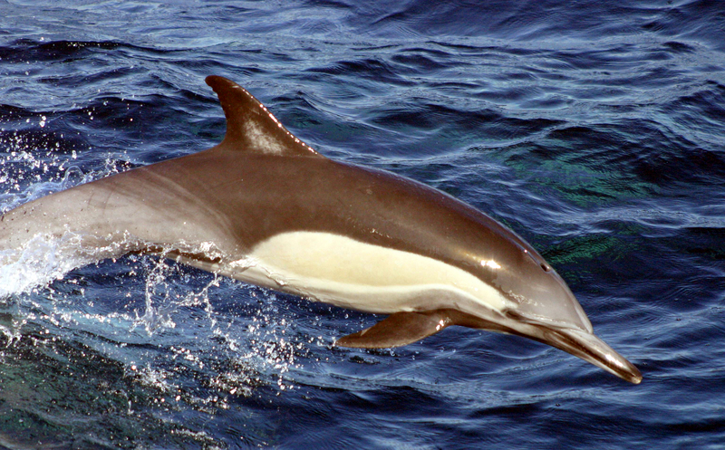 long-beaked common dolphin (Delphinus capensis); DISPLAY FULL IMAGE.