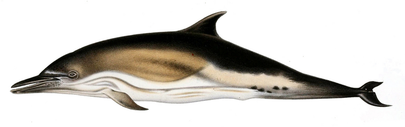 short-beaked common dolphin (Delphinus delphis); DISPLAY FULL IMAGE.